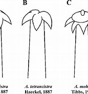 Afbeeldingsresultaten voor "aulographis Bicurvata". Grootte: 172 x 185. Bron: www.researchgate.net