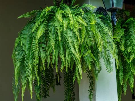 hanging fern care guide   hanging ferns grow