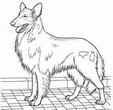 Collie Ausmalbilder Coloriage Hunde Kleurplaat Ausmalbild Colorir Lassie Owczarek Coonhound Redbone Scozzese Pastore Colly Lungo Supercoloring Langhaarcollie Szkocki Welpen Cani sketch template