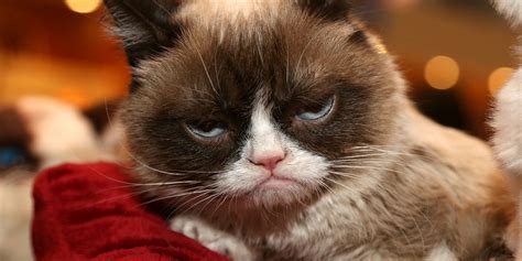 grumpy cat internet meme sensation dies   family announces