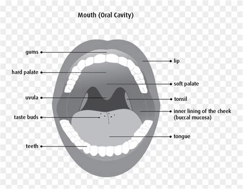 mouth  throat anatomy diagram