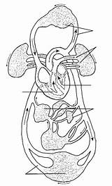 Circulatory System Year sketch template