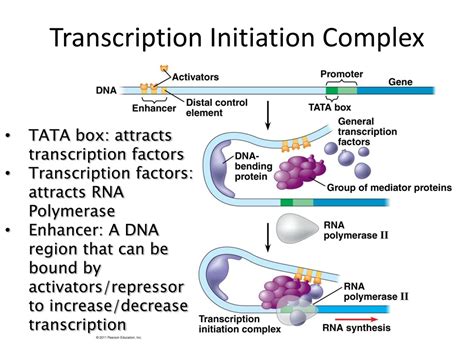 Ppt Regulation Of Gene Expression By Eukaryotes Powerpoint