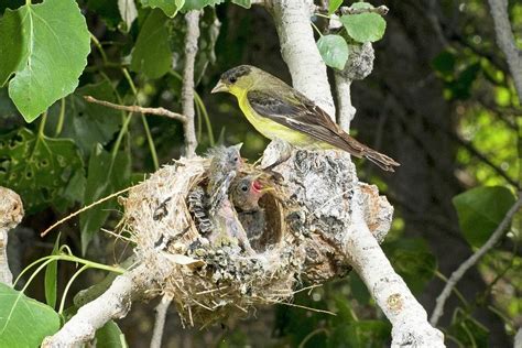 lesser goldfinch  nest photograph  damon calderwood pixels