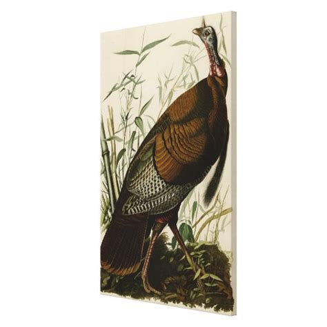 1825 vintage wild turkey canvas print