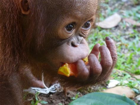 indonesien und malaysia  utan im fokus reise