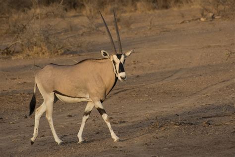 beisa oryx  passing   beisa oryx   han flickr