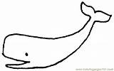 Whale Wal Umriss Tegninger Ausmalbild Skizze Supercoloring Ausmalbilder Walvis Hval Cliparts Wale Whales Farvelægning Malvorlage sketch template