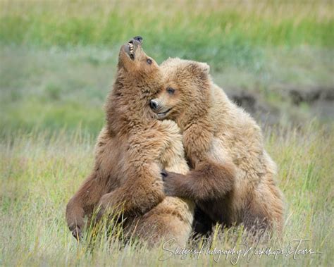 grizzly bear hugs    open grassland shetzers photography