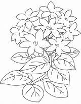 Bunga Melati Mewarnai Gambarcoloring Inspirasi Baru sketch template