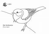 Kohlmeise Malvorlage Nest Lbv Vogel Natur Bayerns Schutzen Gemeinsam sketch template