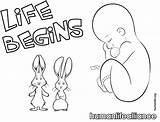 Life Coloring Pages Pro Begins Humanlife sketch template