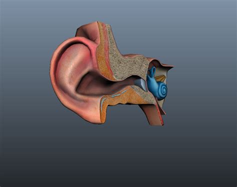 model ear ear canal cochlea eardrum auricle ear model turbosquid