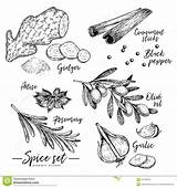 Herbs Drawn Hand Vector Rosemary Ginger Anise Olive Garlic Cinnamon Spices Condiments Icons Oil Set sketch template