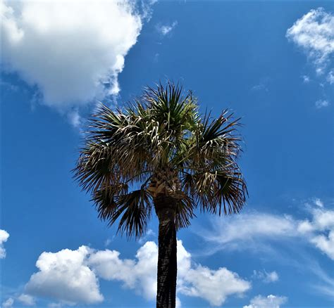 florida palm tree instant  digital  photography