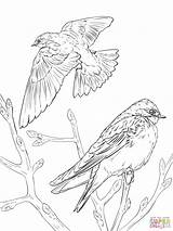 Coloring Pages Realistic Bird Swallow Birds Barn Swallows Tree Drawing Color Printable Prey Drawings Getdrawings Template Designlooter Print 2048px 1536 sketch template