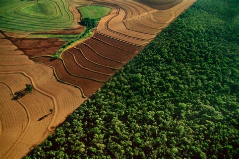 tropical deforestation slowed     worst total