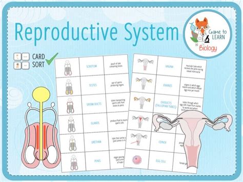 Human Reproductive System Card Sort Ks2 3 Teaching Resources