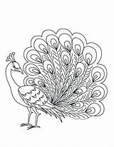 Peacock Coloring Pages Feather Printable Feathers Paisley Drawing Getcolorings Color Getdrawings Peacocks Kids Colorings sketch template