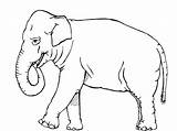Coloring Elephants sketch template