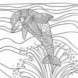 Dolphin Coloring Pages Adults Details High Happy Stock Adult Vector Animal sketch template