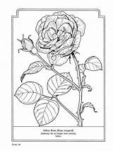 Botany Coloringhome sketch template