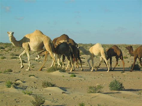 los camellos en el sahara los camellos andan libremente po flickr