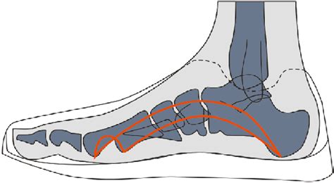 diagram  human foot  scientific diagram