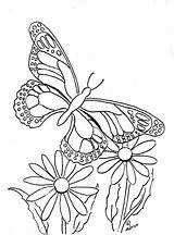 Butterfly Coloring Print Pages Color Printable Flower Butterflies Kids Flowers Paintable Copy Sheets Adult Adron Mr sketch template