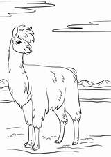 Llama Llamas Dibujo Desenhos Colorir Lhamas Animales Ausdrucken Malen sketch template