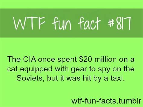 wtf fun fact on tumblr