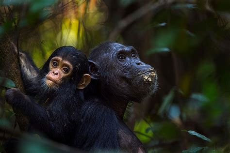 chimp evolution was shaped by sex with their bonobo