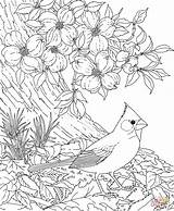 Cardinal Dogwood Coloring Flower Pages Bird Carolina North Blossom Birds Red Drawing Cherry Printable Tree Flowers State Adult Color Blossoms sketch template