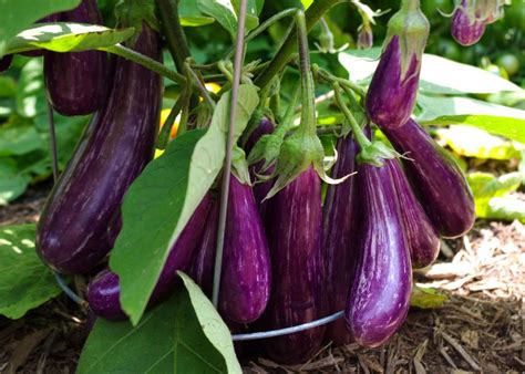 eggplant sowing growing  harvesting eggplants fending  disease