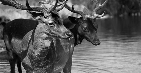 Fallow Deer Bucks 2048x1365 Album On Imgur