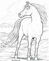 Coloring Horse Pages Head Spirit Stallion Print Cimarron Printable Getdrawings Color Getcolorings sketch template