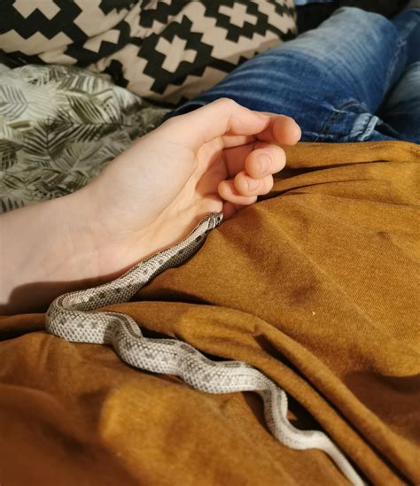 squiggly wiggly noodle chilling   belly    tv