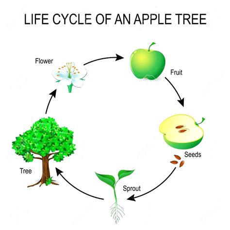 printable apple tree life cycle worksheet