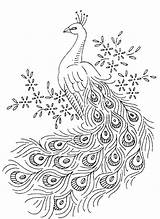 Peacock Peacocks Colouring sketch template