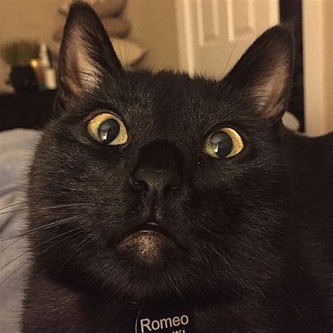 behold the internet s 10 best cat selfies cat selfie cats cool cats