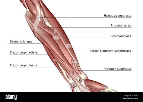 muscles   forearm stock photo alamy