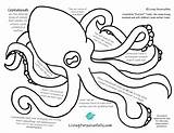 Octopus Stencil Coloring sketch template