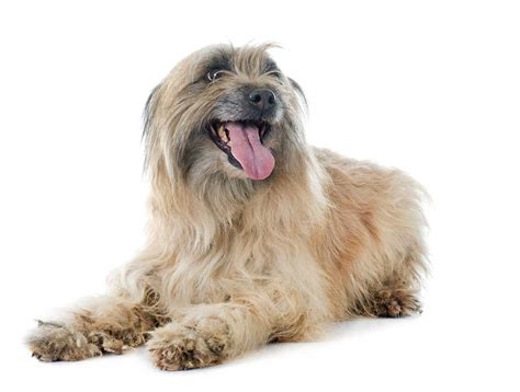 le berger des pyrenees decouvrez cette race de chien pleine de charme