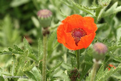poppy flower picture images