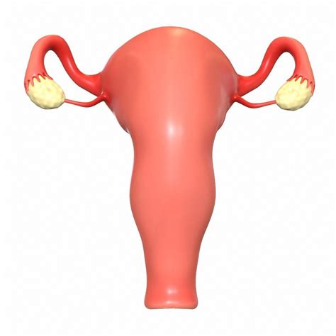 Female Reproductive System 3d Cgtrader