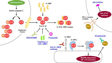 frontiers immune mediated inflammatory diseases  chronic excess