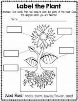 Labeling Coloring Planta Cokitos Colorear Freebie Yet Teacher Crmla Teacherspayteachers sketch template