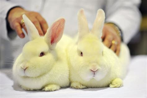 10 adorable real life easter bunnies