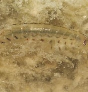 Afbeeldingsresultaten voor "gammarus Finmarchicus". Grootte: 176 x 185. Bron: biodiversitycyprus.blogspot.com