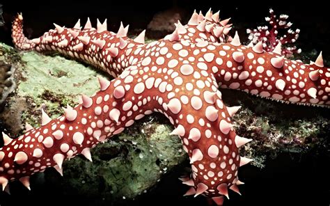 hd starfish wallpapers fun animals wiki  pictures stories